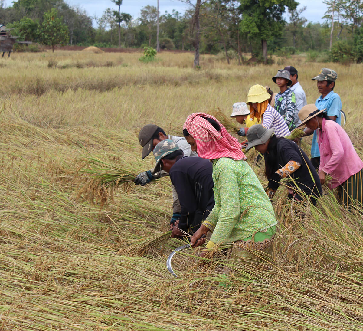 Producteurs de riz coopÃ©ratives PMUAC au Cambodge - Farine bio complÃ¨te de riz